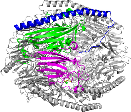 Researchers determined that FFase1 displays a hexameric shape. This ribbon structure displays a tetramer, demarcated by three distinct colors, which features unique sites on aFFase1.