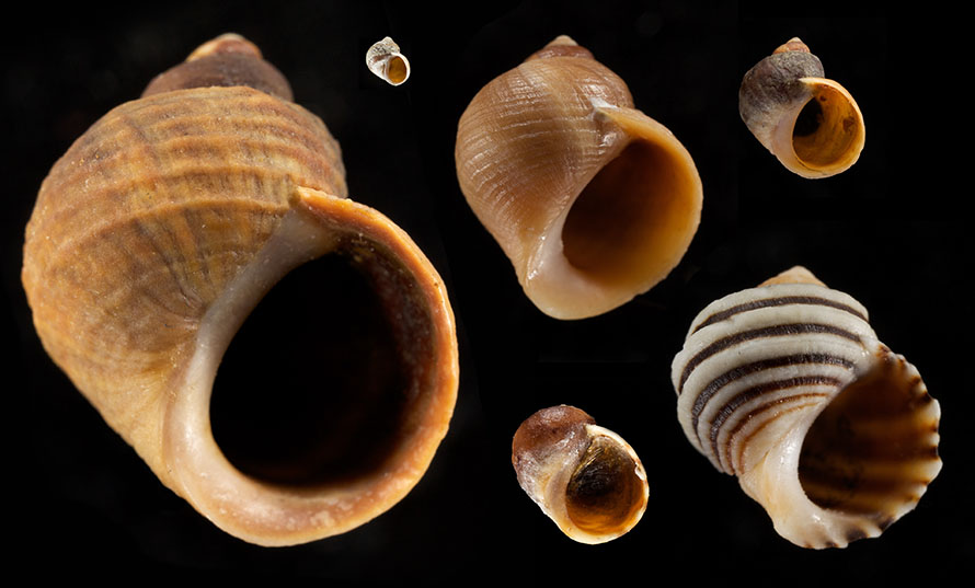 Live-bearing has allowed Littorina snails to occupy and adapt to a diverse range of habitats. This has led to the evolution of many ‘ecotypes’ that vary in size, shape, and behavior.