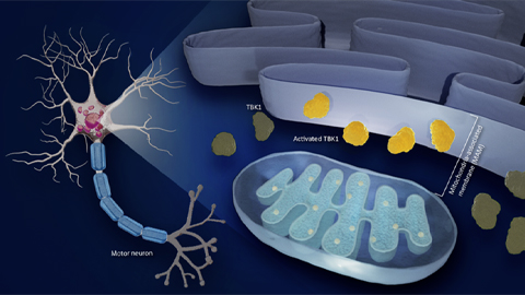 Progression of ALS linked to a membrane and an enzyme