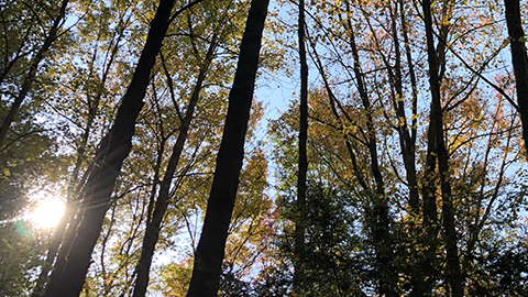 Finding wellness in the woods