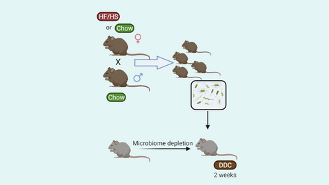 Maternal diet’s effects on liver disease in offspring