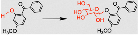 When cells try to process oxybenzone, they replace part of an alcohol group (highlighted in red on the left) with a sugar (in red on the right) and in doing so turn the sunscreen into a phototoxin.