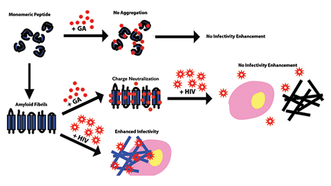 JBC: Targeting semen amyloid fibrils to reduce HIV infectivity