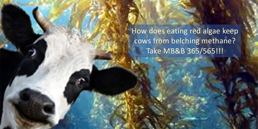 In her course, Karla Neugebauer encourages students to propose research projects that would answer open questions about the links between biochemistry and climate change – such as why red algae reduces cows’ methane emissions.