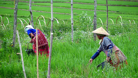 Weedy rice gets competitive boost from its wild neighbors