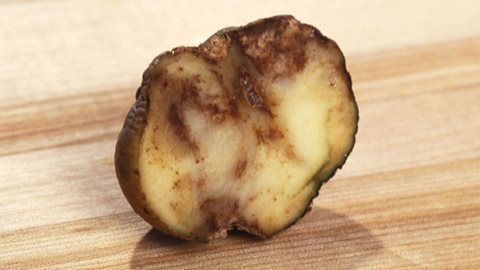 JBC: Blocking potato blight’s ability to set up shop