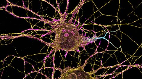 The molecular orchestra of memory