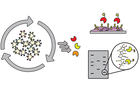 A new tool from the Imperiali Lab uses directed evolution to generate glycan-binding proteins (GBPs) from small, hyper-thermostable DNA-binding protein.