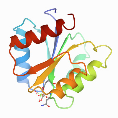 While working in Greg Petsko’s lab, Ann Stock led a team that determined the structure of the Salmonella chemotaxis protein CheY.