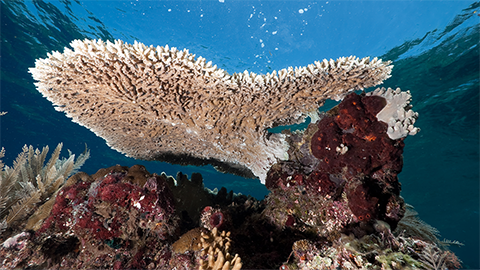 Could corals use sound to communicate?