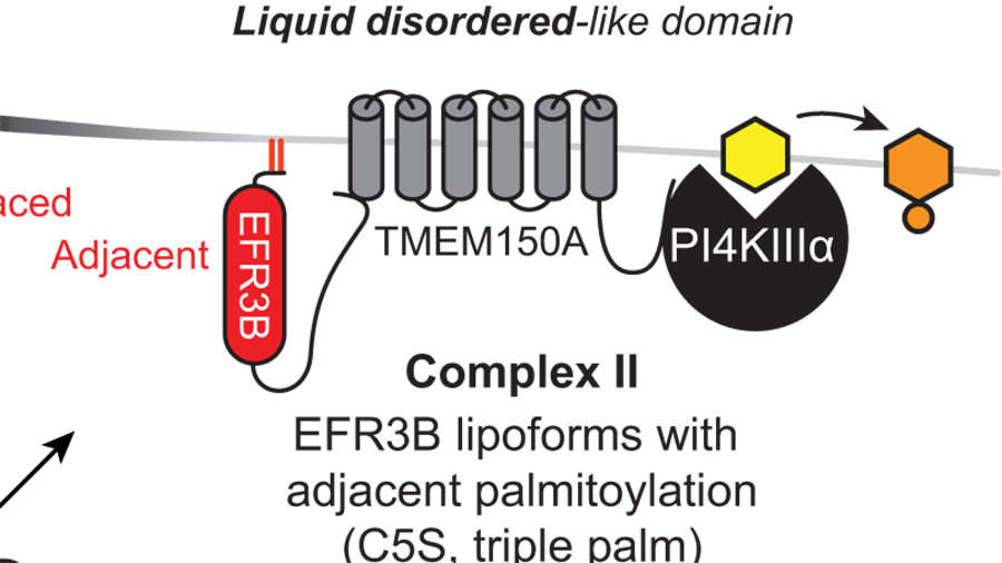 Pipping the plasma membrane: regulation of plasma membrane dynamics by PIP kinases