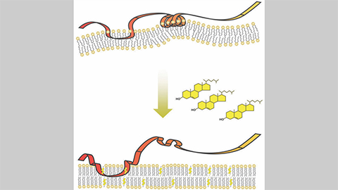 JBC: A spring-loaded sensor for cholesterol in cells