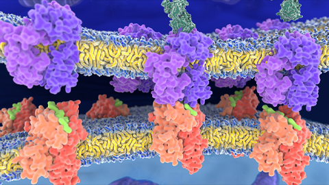 How inflammation changes antigen presentation