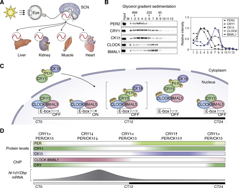 A figure from a recent review in the Journal of Biological Chemistry shows how complexes form and separate, regulating DNA expression to generate circadian rhythms.