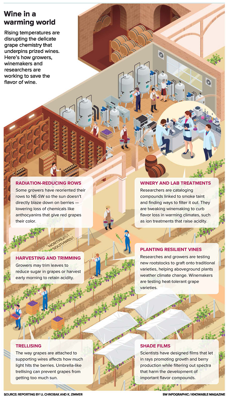 From testing new grape varieties to adapting fermentation, growers and winemakers are finding ways to mitigate climate impacts.