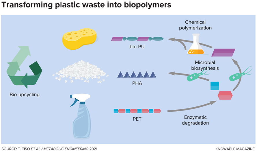 In a small-scale demonstration, researchers cut up a film of polyethylene terephthalate (PET) — a polymer commonly used in spray bottles and beverage containers — and used an engineered version of an enzyme found in a compost pile to breakdown the PET into its subunits (bottom). Some of those subunits were fed to another microbe that can make either the biopolymer PHA (middle) or an intermediate building block (purple). With some chemistry, that intermediate can be used to make another biopolymer, bioPU (top). The process is not yet entirely free of fossil fuel-based chemicals, but is a step toward harnessing plastic waste for new uses.