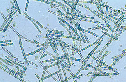 Understanding this new enzyme and its function in Cyanobacteria enhances our global comprehension of photosynthesis and holds promise for future potential biotechnological applications.