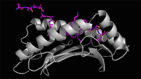 Early immune response may improve cancer immunotherapies