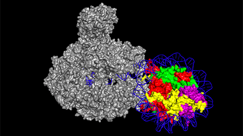Transcriptional regulation: Chromatin and RNA polymerase II