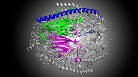 Unveiling an elusive microbial enzyme