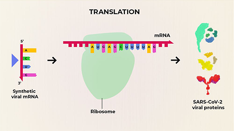 What are the advantages of an mRNA vaccine for COVID-19?