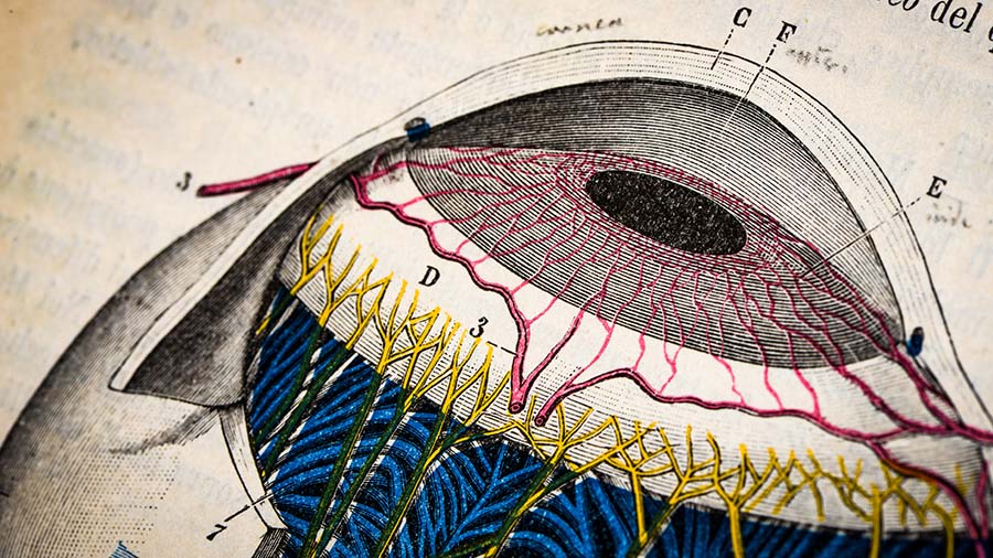 Glaucoma model links immune signaling to disease progression