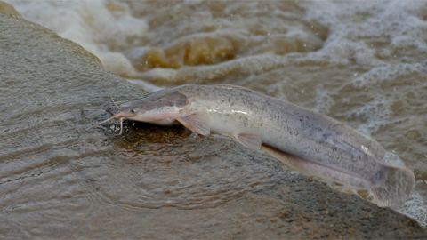 Scientists have extracted a compound with powerful antibacterial properties from the skin of farmed African catfish. The peptide could represent a potent new tool against antimicrobial-resistant infections, according to research presented at Discover BMB in San Antonio.