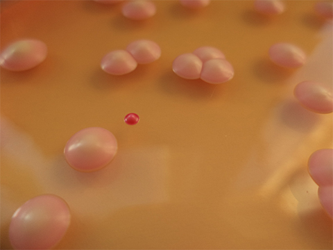 Yeast petit mutant is compared with wild-type colonies on an agar plate infused with phloxine B.