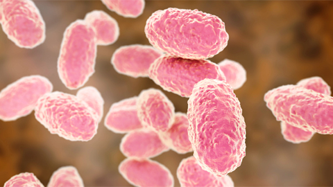 Targeting toxins to treat whooping cough