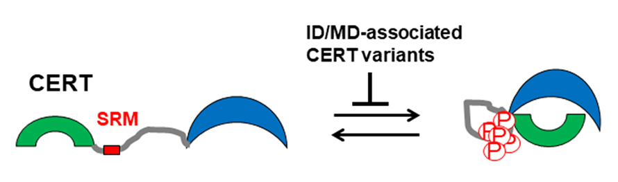 Advanced human genetics studies have shown that missense mutations in the CERT1 gene encoding the ceramide <em>transport protein </em>CERT are associated with certain intellectual disabilities and mental development disorders. Recent studies in the Hanada lab showed that ID/MD-associated CERT variants are defective in the serine-repeat motif phosphorylation-dependent repression. In this diagram, for simplicity, CERT is illustrated as a monomer, although it forms oligomers in cells.