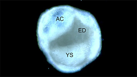 This is a representative brightfield image of a day 11 peri-gastruloid that contains structures mimicking an amniotic cavity (AC), a yolk sac (YS), and an embryonic disc (ED).