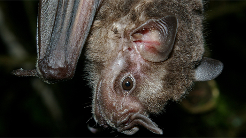 A secret weapon in preventing the next pandemic: fruit bats