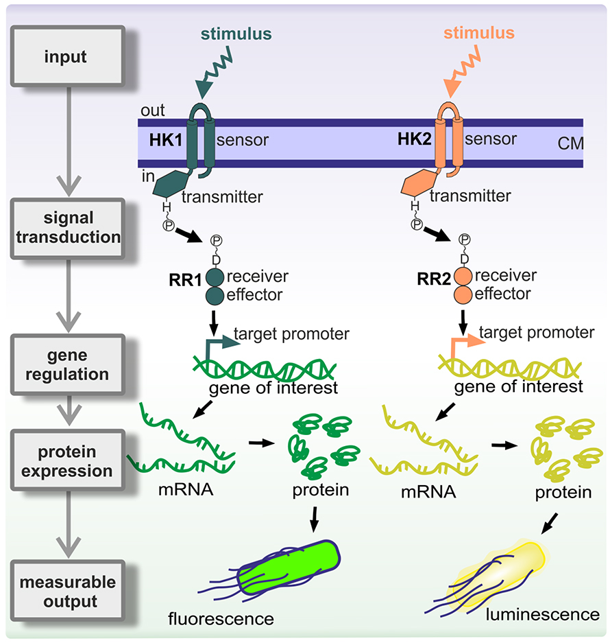 Two-component systems are named for their histidine kinase, or HK, and response regulator, or  RR.
