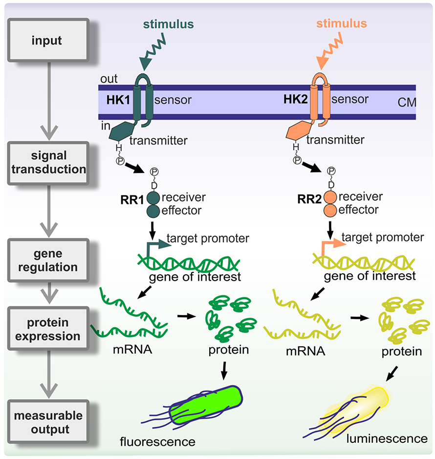 Two-component systems are named for their histidine kinase, or HK, and response regulator, or RR.