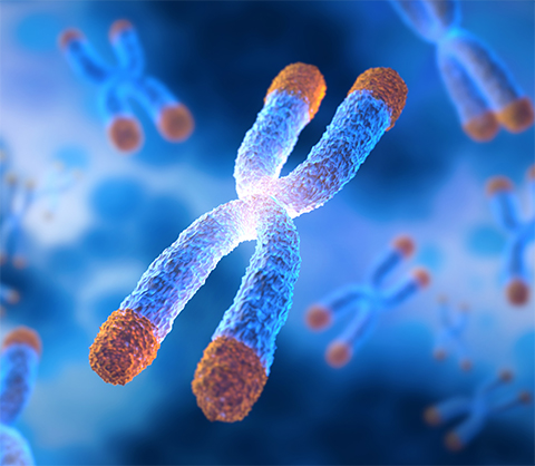 Telomeres are found at the ends of chromosomes and play a critical role in the cell-renewal process.