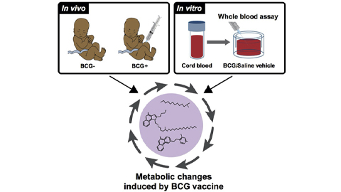 Why is the 100-year-old BCG vaccine so broadly protective in newborns?