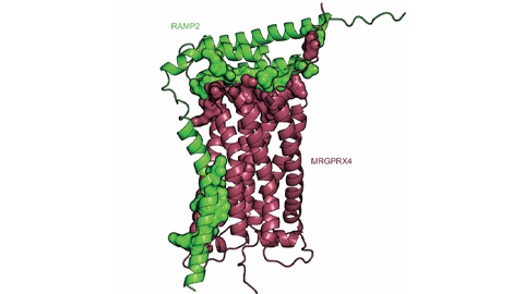 Receptor regulation clues may scratch an itch