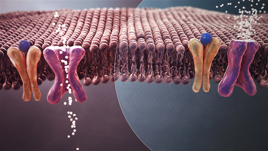 This illustration shows the mechanism of normal blood sugar absorption (left) versus insulin resistance in Type 2 diabetes (right).