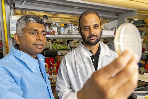 Vishal Gohil, Ph.D., left, and Mohammad Zulkifli, Ph.D., right, in the Gohil Laboratory at Texas A&M University.