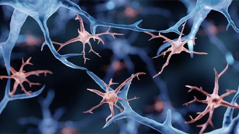 Glial cells (red) are immune cells of the central nervous system while neurons (grey) send and receive information between diﬀerent areas of the brain, as well as between the brain, the spinal cord and the entire body.