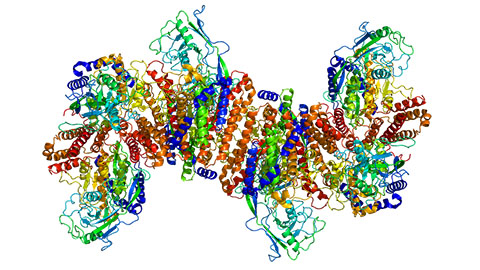 Building a better model for drug delivery across the blood–brain barrier