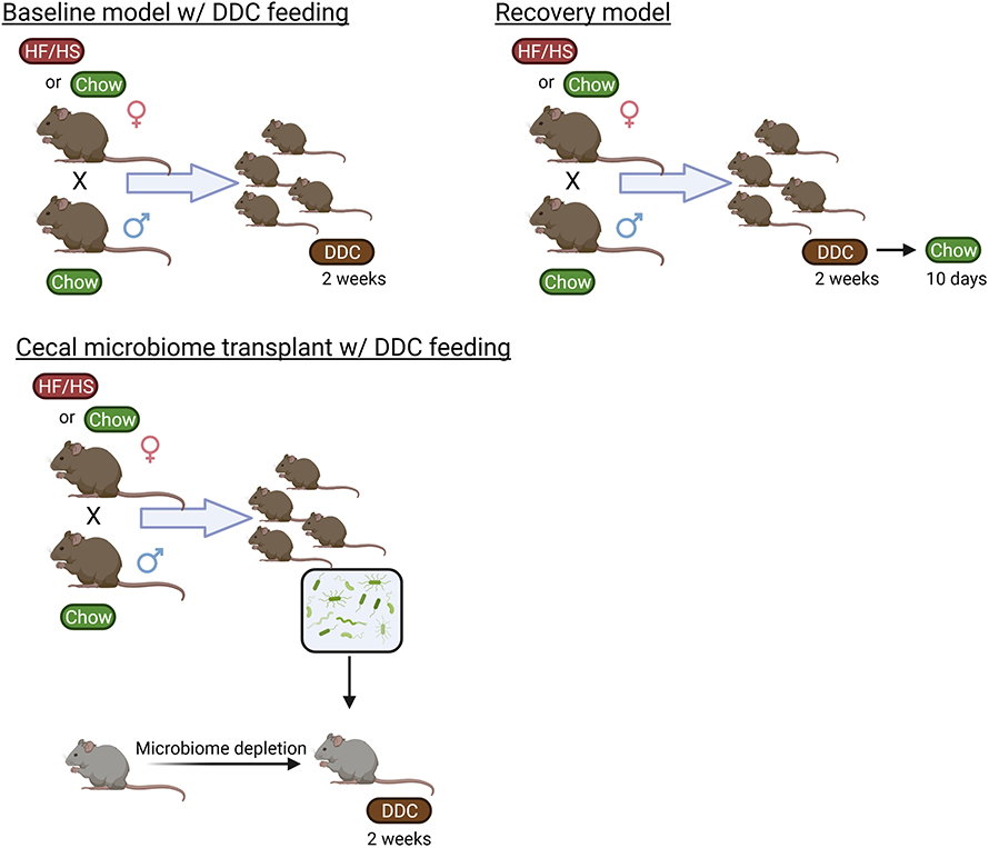 : The term “cholestasis” is derived from the Greek phrase meaning “bile halting.” The graphic above shows how the researchers bred, fed and completed cecal microbiome transplantation. HF/HS is short for high-fat, high-sucrose, and DDC is short for 3,5-diethoxycarbonyl-1,4-dihydrocollidine.