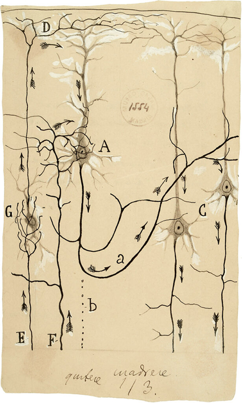 Study of pyramidal cells in the cerebral cortex in which Cajal proposes the directional flow of information, 1914.