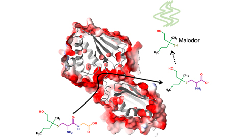 Bacterial enzyme catalyzes body odor compound formation