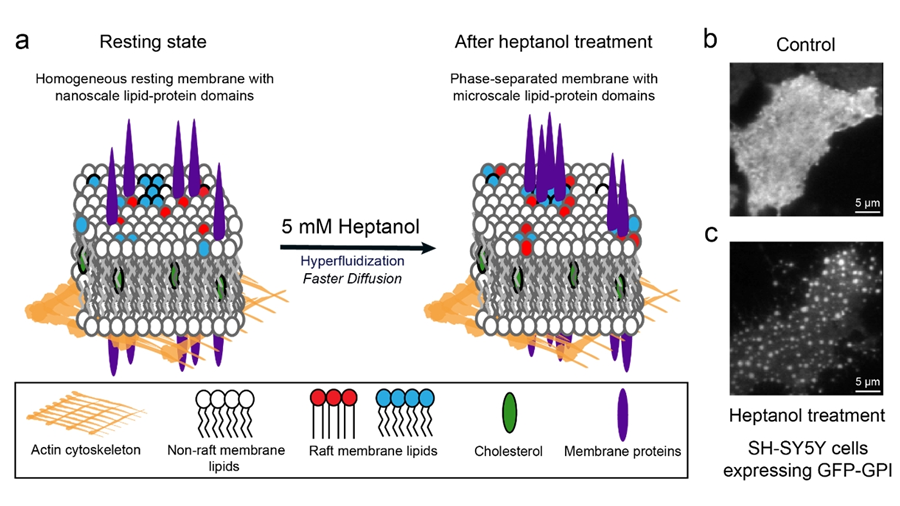 A simple method to determine phase preference of proteins on live cell membranes