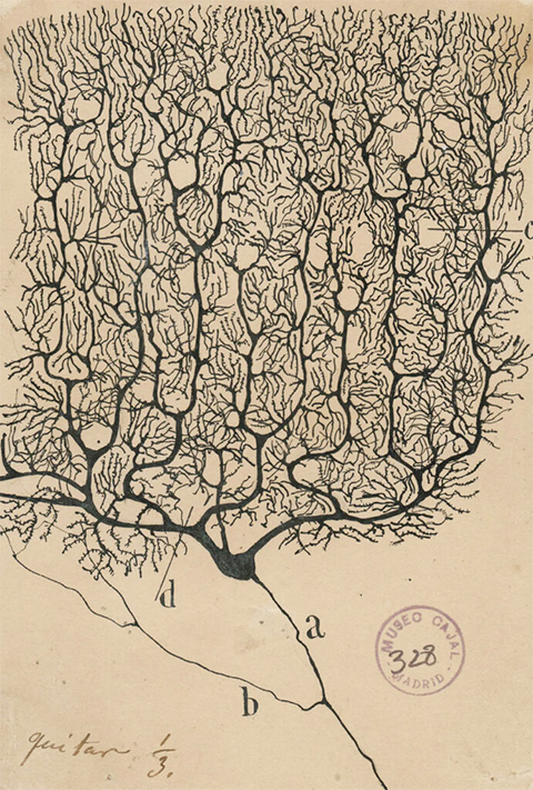 Cajal’s illustration of Purkinje cells in the cerebellar cortex, 1899.
