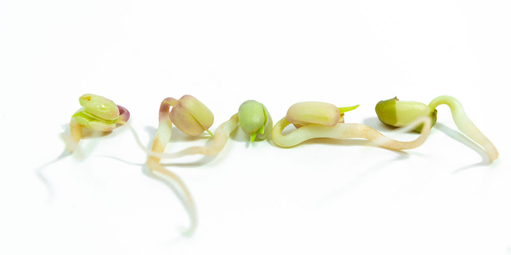 First complete structures of plant respiratory proteins