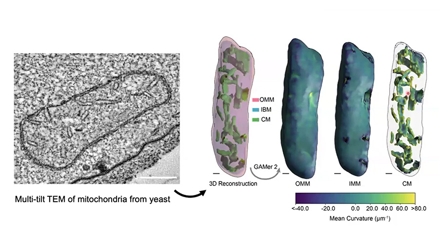 Lipids and mitochondrial organization