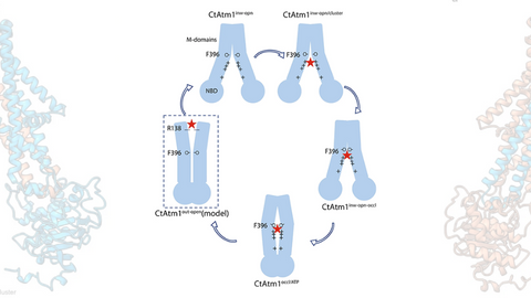How a complex molecule moves iron through the body