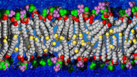 Celebrating 100 years of the term ‘lipid’